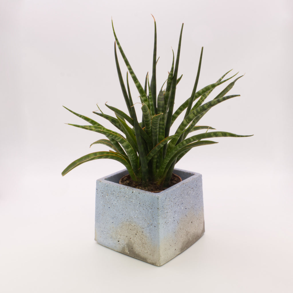 Vaso quadrado pequeno PAC | Bonito