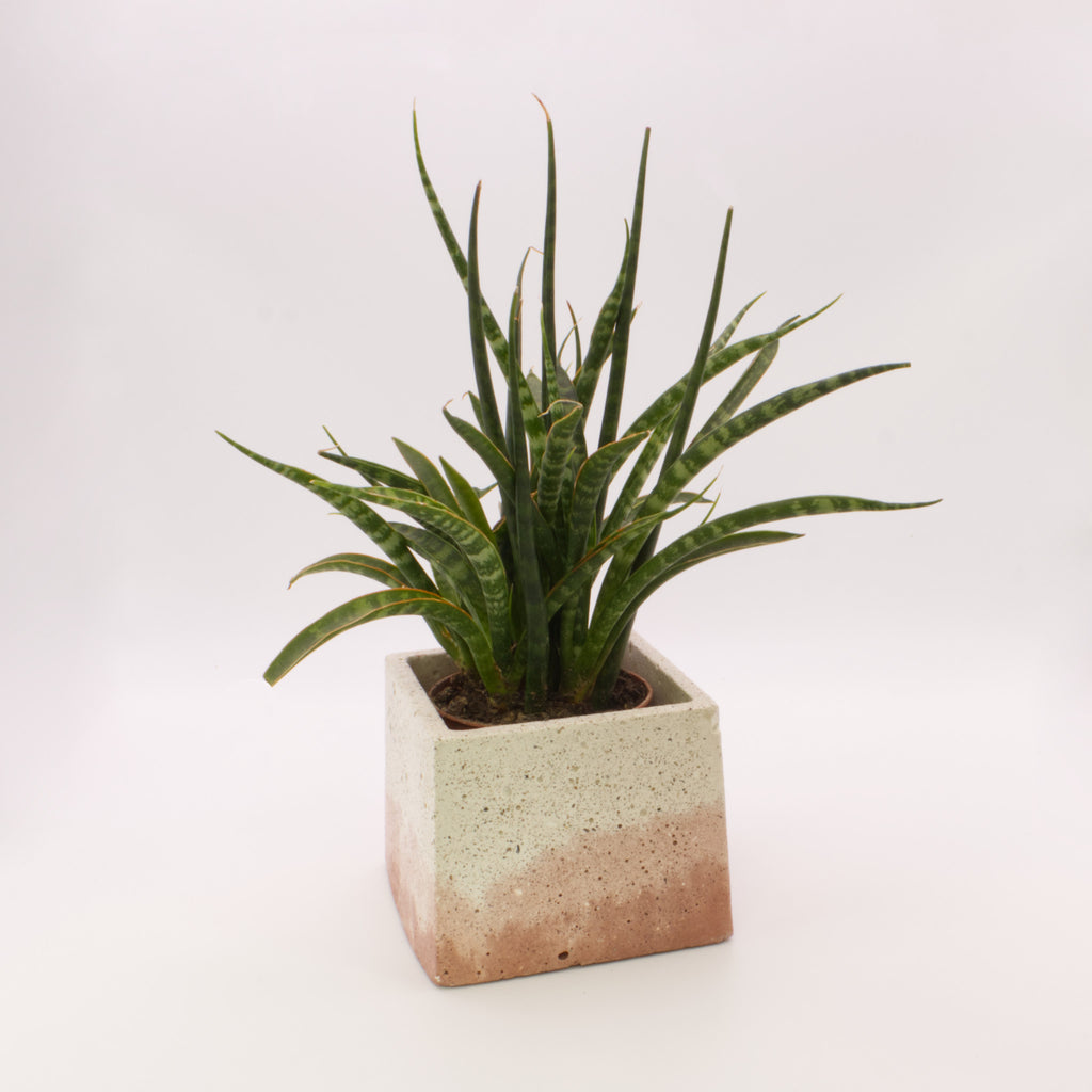 Vaso quadrado pequeno BRT | Bonito